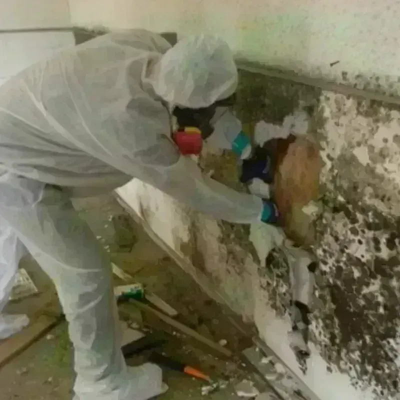 Mold Remediation and Removal in Winton, NC